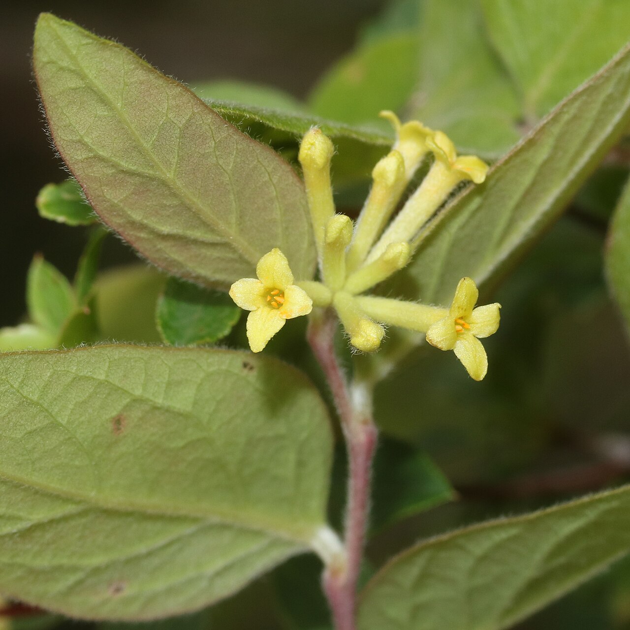 Wikstroemia sikokiana: Diplomorpha sikokiana in Mount Gozaisho, Komono, Mie Prefecture, Japan.