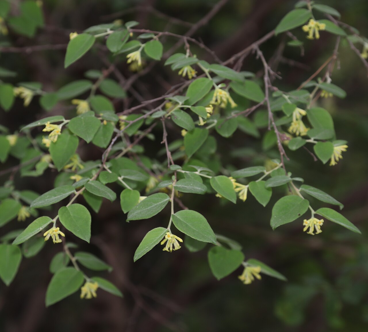 Wikstroemia sikokiana: Diplomorpha sikokiana in Mount Kugurisengen, Kani, Gifu Prefecture, Japan.