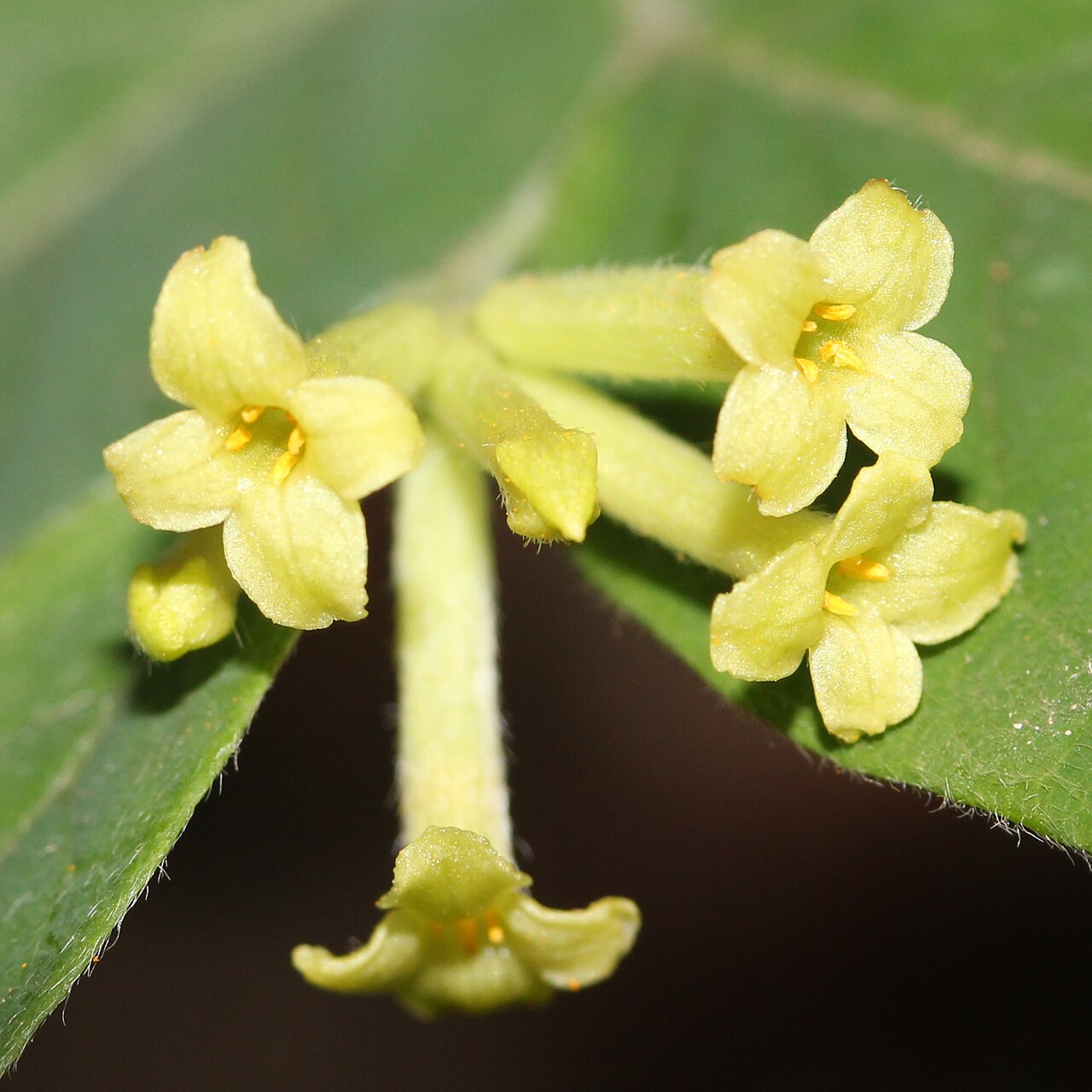 Wikstroemia sikokiana: Diplomorpha sikokiana in Mount Gozaisho, Komono, Mie Prefecture, Japan.
