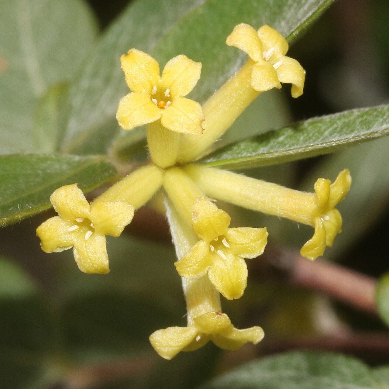 Wikstroemia sikokiana: Diplomorpha sikokiana in Mount Gozaisho, Komono, Mie Prefecture, Japan.