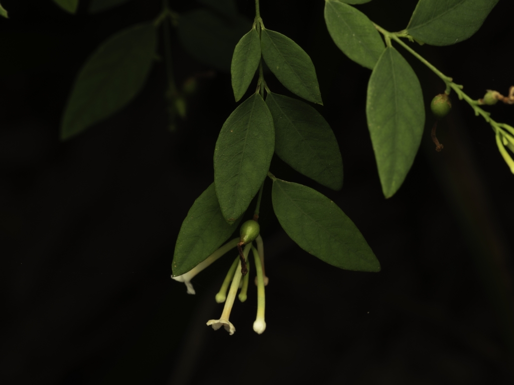 Wikstroemia trichotoma (Wikstroemia trichotoma)