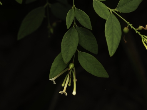 Wikstroemia trichotoma (Wikstroemia trichotoma)