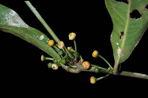 Wilkiea angustifolia: Female flowers of Wilkiea angustifolia