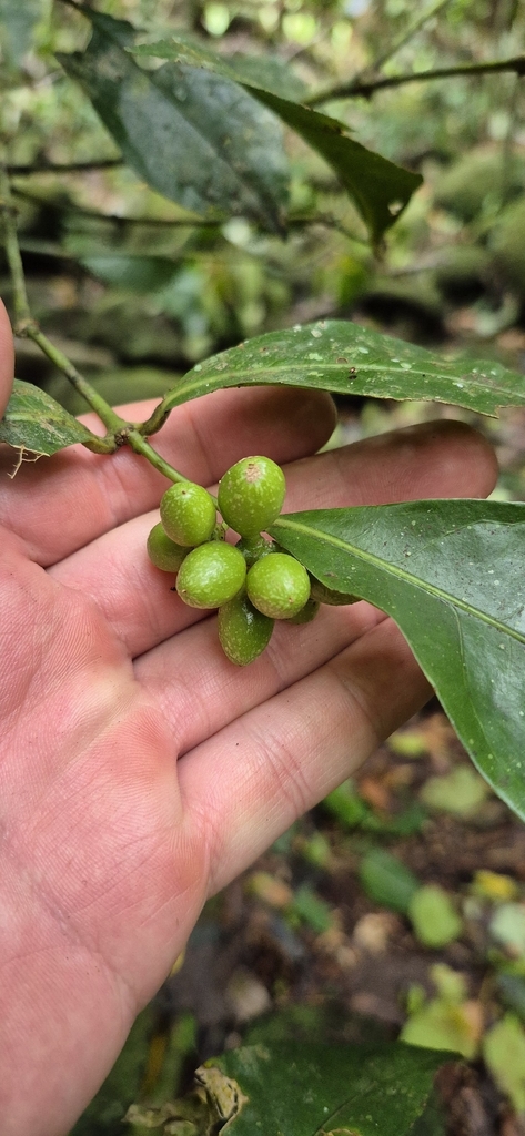 Wilkiea angustifolia (Wilkiea angustifolia)