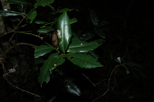 Wilkiea austroqueenslandica (Wilkiea austroqueenslandica)