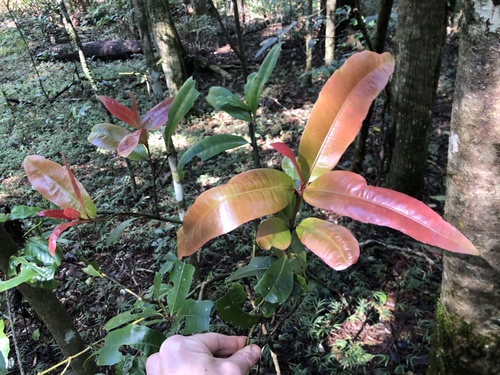 Wilkiea austroqueenslandica (Wilkiea austroqueenslandica)