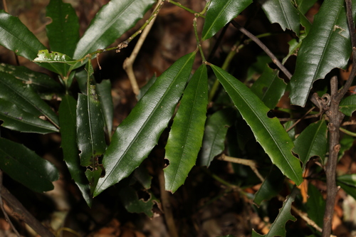 Wilkiea austroqueenslandica (Wilkiea austroqueenslandica)