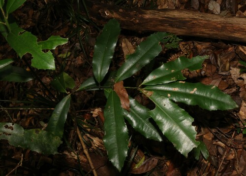 Wilkiea austroqueenslandica (Wilkiea austroqueenslandica)