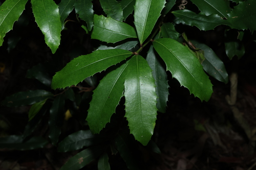 Wilkiea austroqueenslandica (Wilkiea austroqueenslandica)