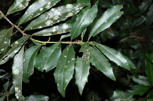 Wilkiea austroqueenslandica (Wilkiea austroqueenslandica)