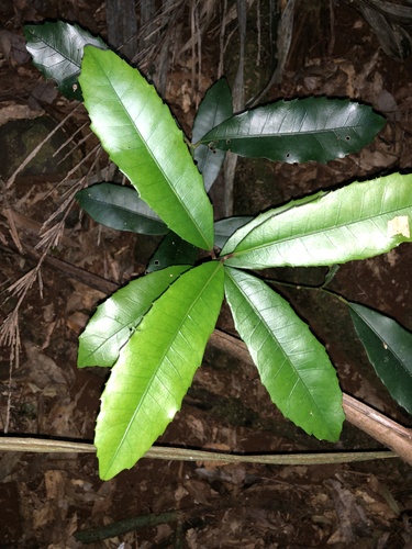Wilkiea austroqueenslandica (Wilkiea austroqueenslandica)