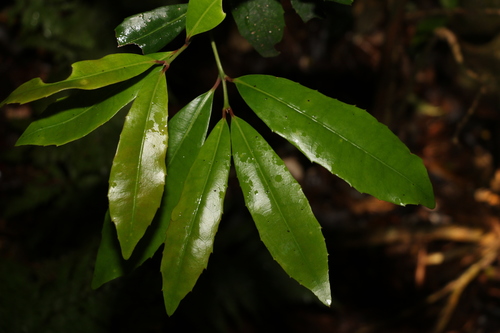 Wilkiea austroqueenslandica (Wilkiea austroqueenslandica)
