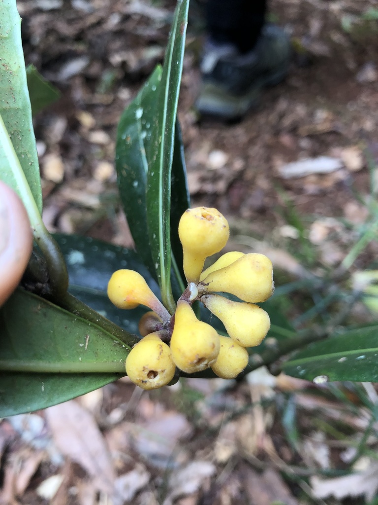 Wilkiea austroqueenslandica (Wilkiea austroqueenslandica)
