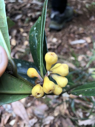Wilkiea austroqueenslandica (Wilkiea austroqueenslandica)