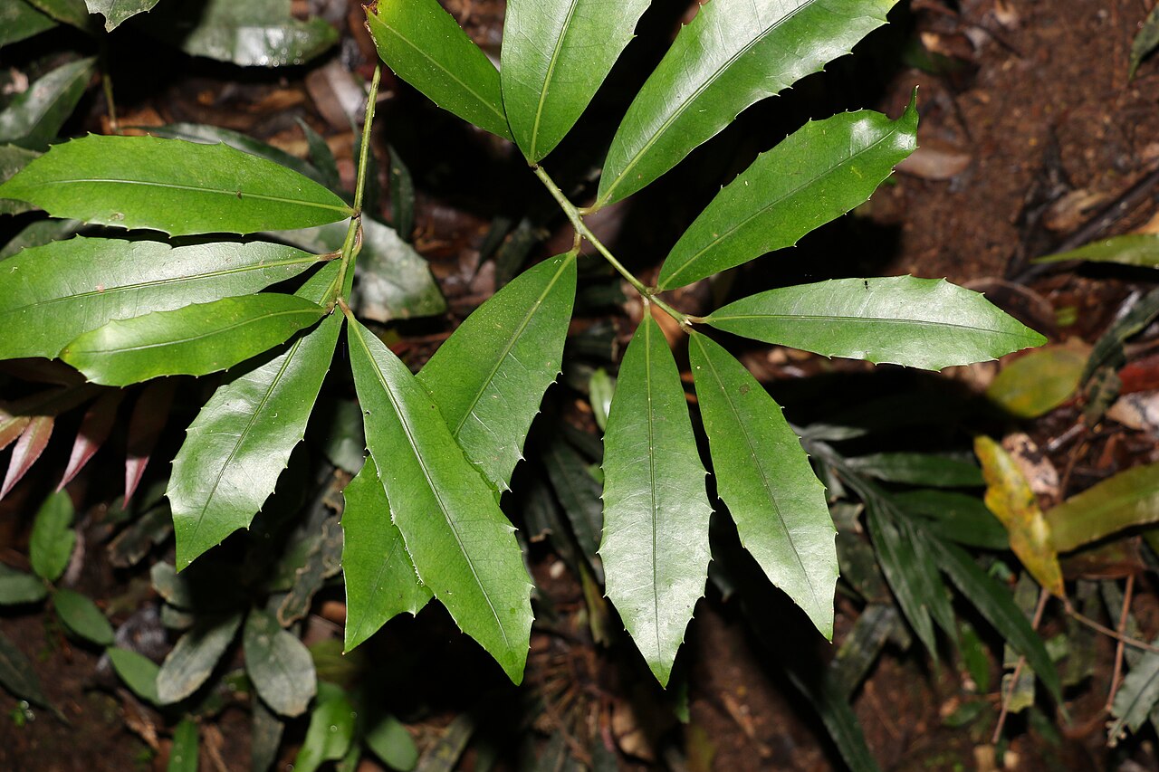 Wilkiea austroqueenslandica: Smooth Wilkiea (Wilkiea austroqueenslandica). Species of plant.