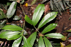 Wilkiea austroqueenslandica (Wilkiea austroqueenslandica)
