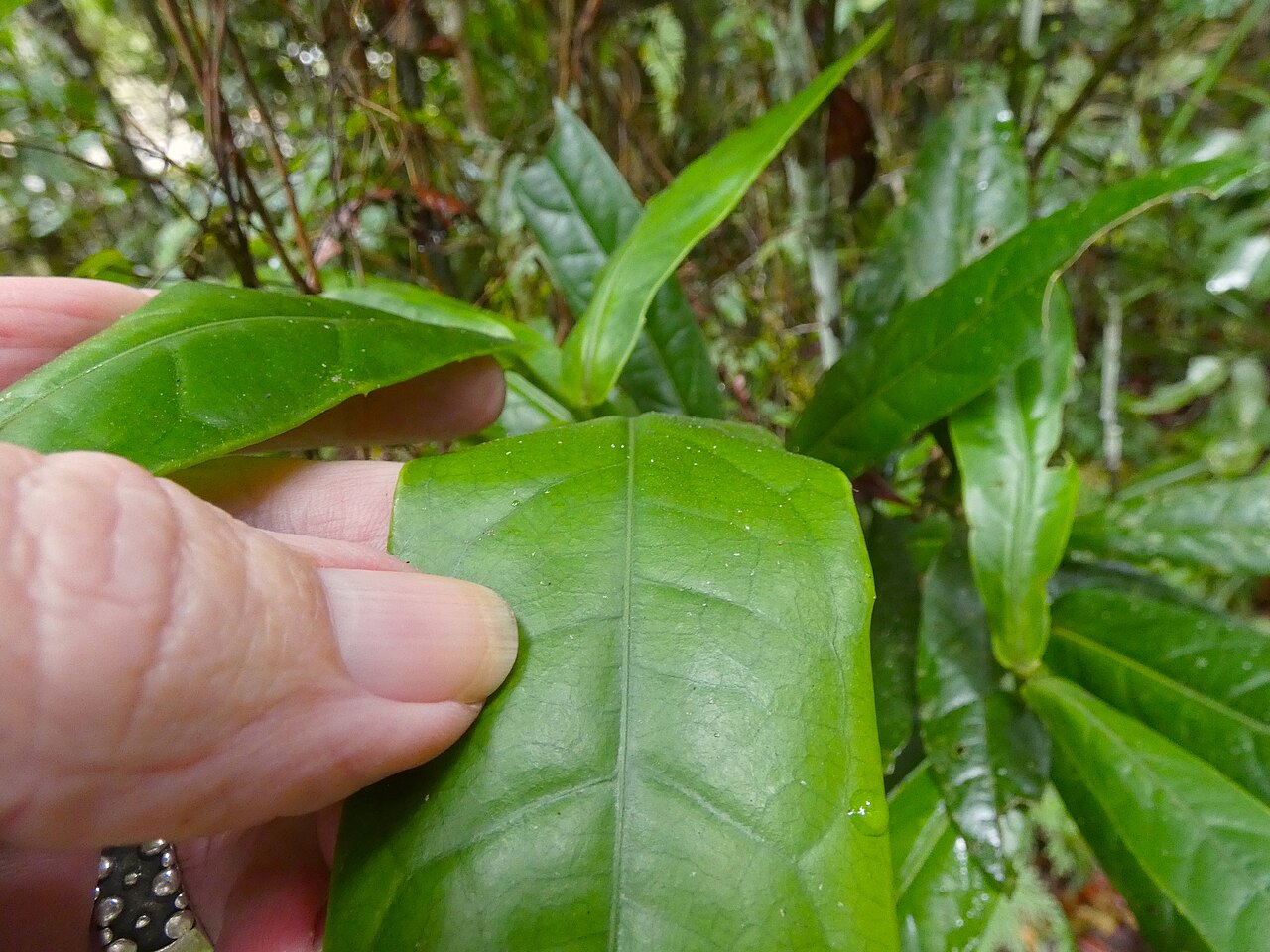 Wilkiea cordata: Wilkiea cordata at Babinda Boulders south of Cairns , Queensland