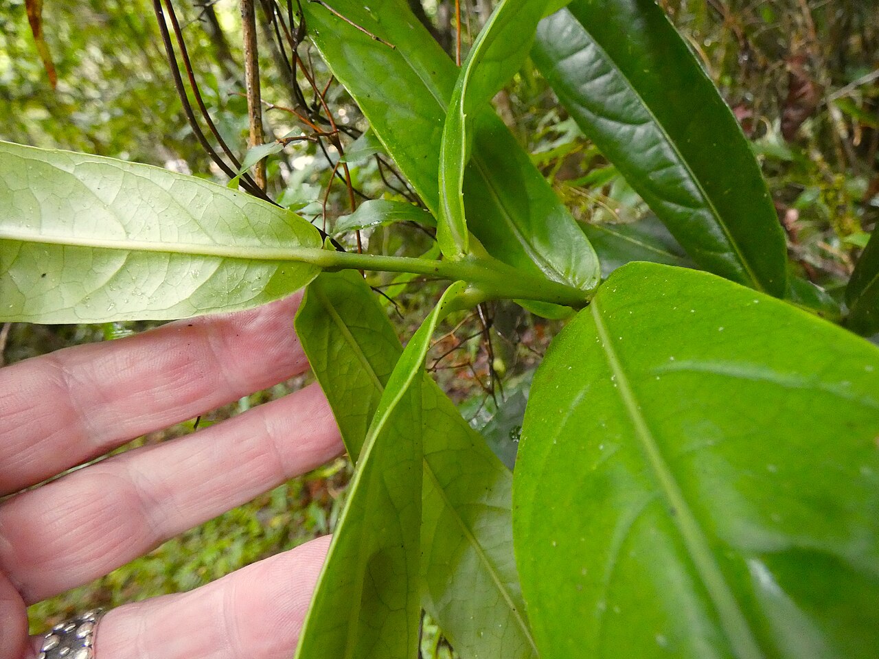 Wilkiea cordata: Wilkiea cordata at Babinda Boulders south of Cairns , Queensland