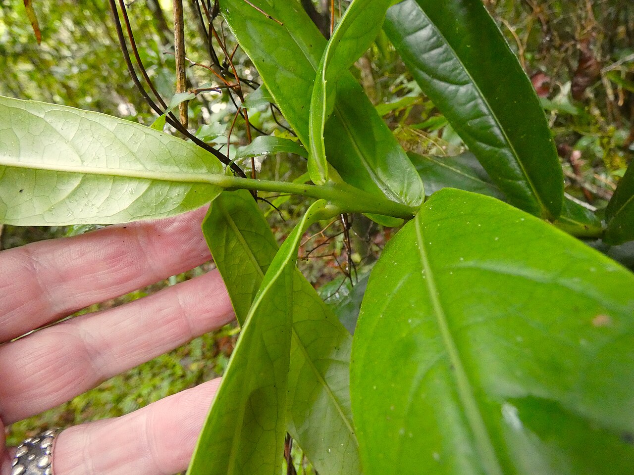 Wilkiea cordata: Wilkiea cordata at Babinda Boulders south of Cairns , Queensland