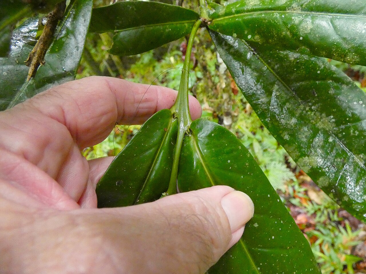 Wilkiea cordata: Wilkiea cordata at Babinda Boulders south of Cairns , Queensland