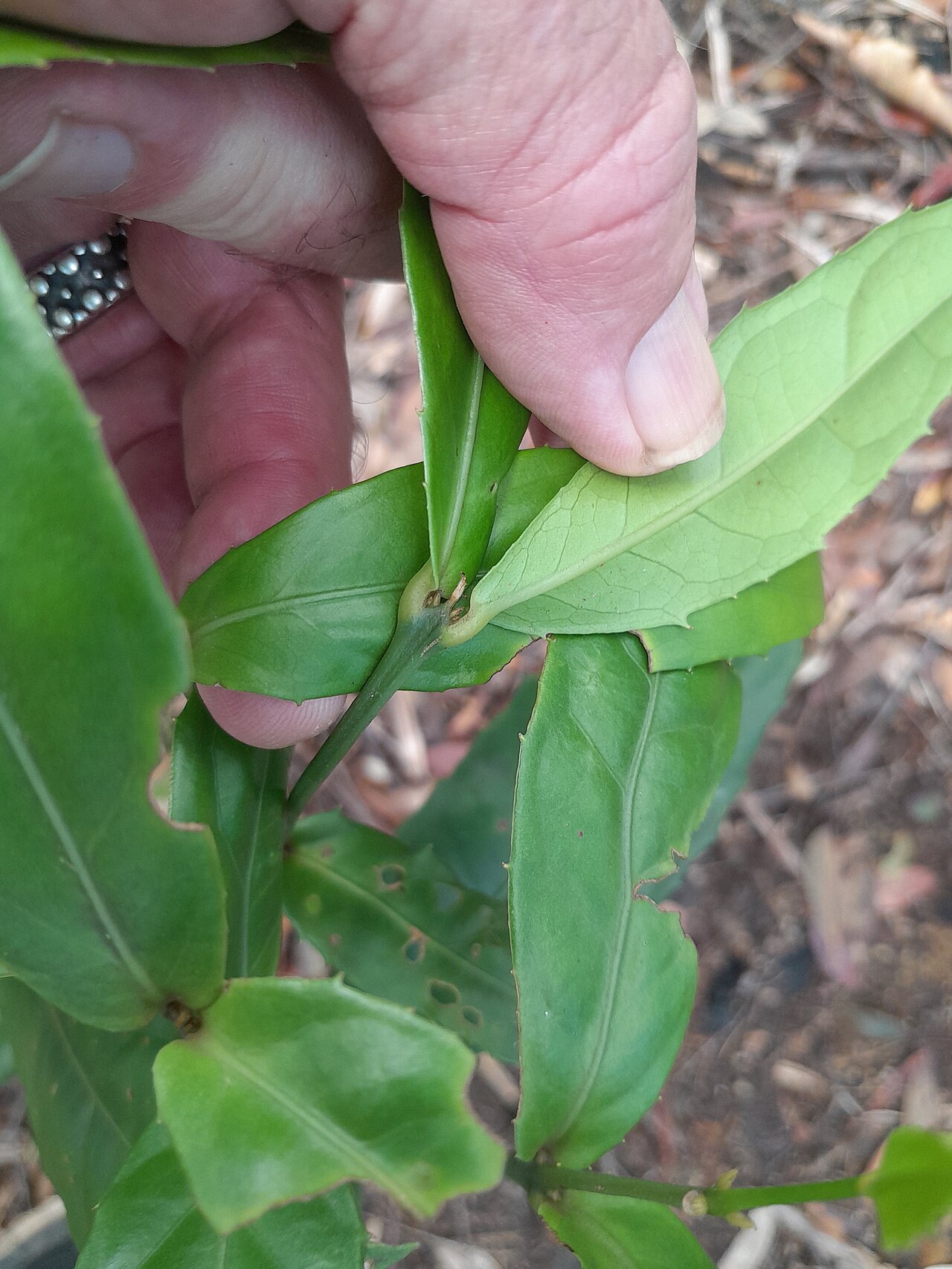 Wilkiea cordata: Wilkiea cordata in Dindin National Park, Queensland