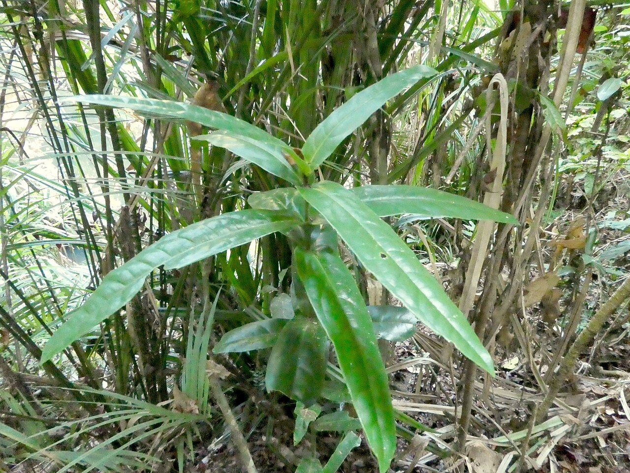 Wilkiea cordata: Wilkiea cordata growing in rainforest at Babinda Boulders , Queensland, December 2020