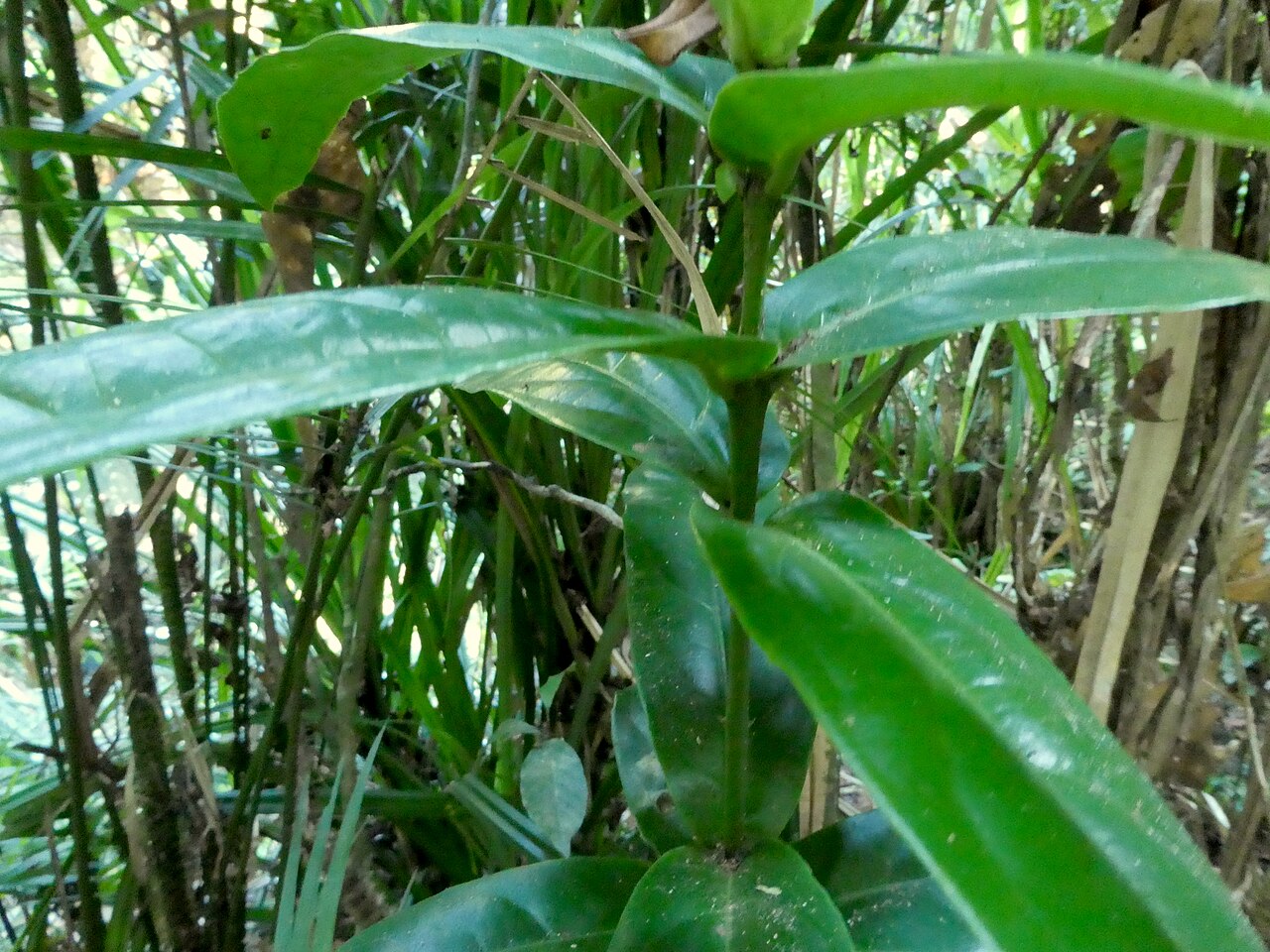 Wilkiea cordata: Wilkiea cordata growing in rainforest at Babinda Boulders , Queensland, December 2020