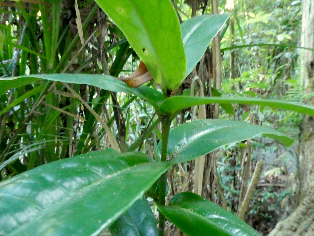 Wilkiea cordata: Wilkiea cordata growing in rainforest at Babinda Boulders , Queensland, December 2020