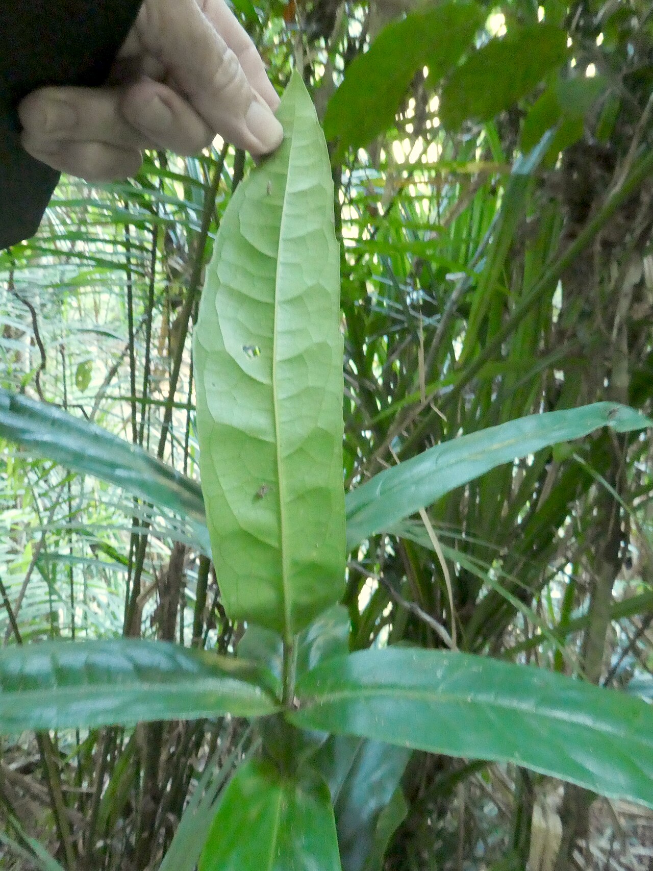 Wilkiea cordata: Wilkiea cordata growing in rainforest at Babinda Boulders , Queensland, December 2020