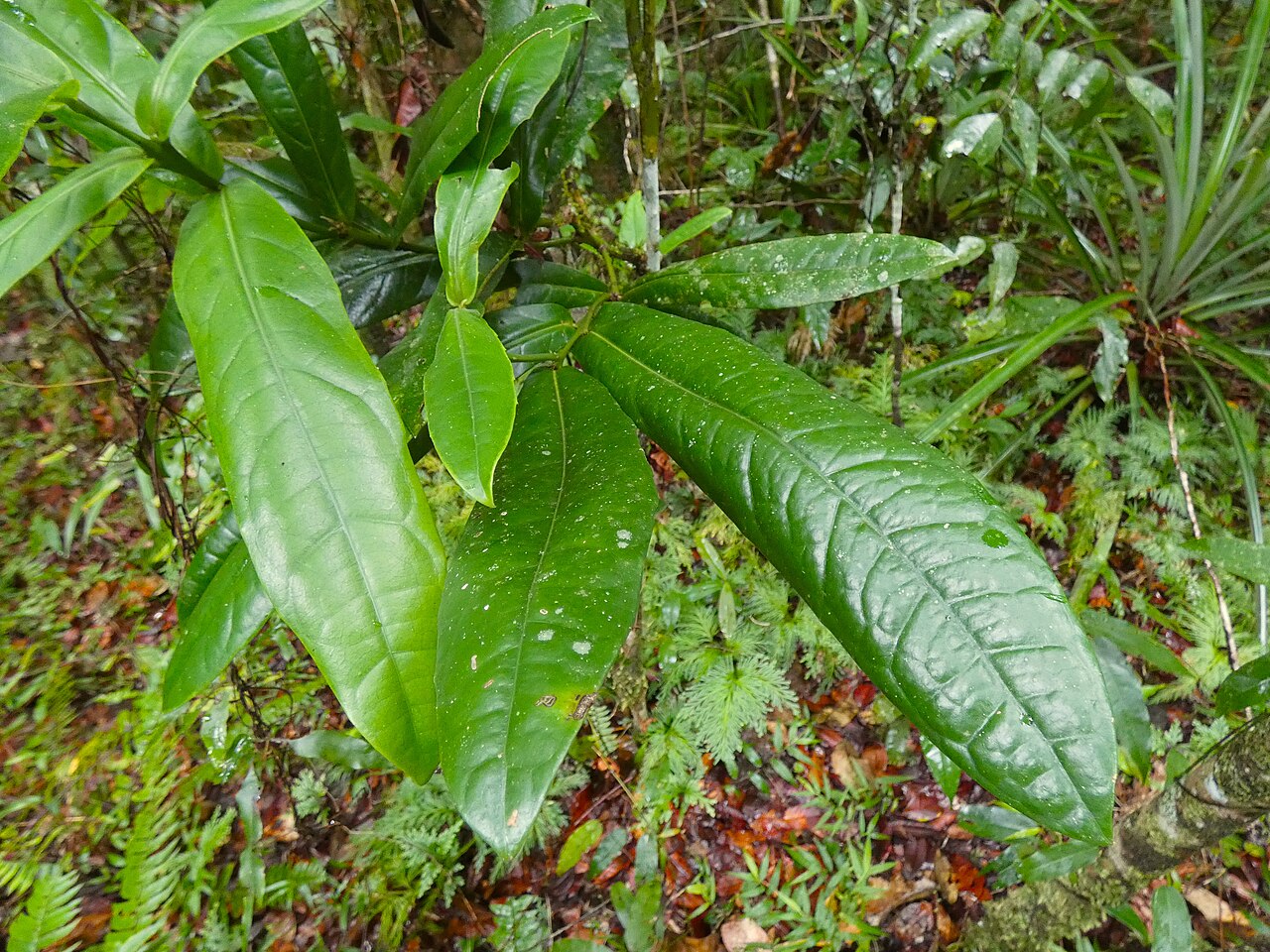 Wilkiea cordata: Wilkiea cordata at Babinda Boulders south of Cairns , Queensland