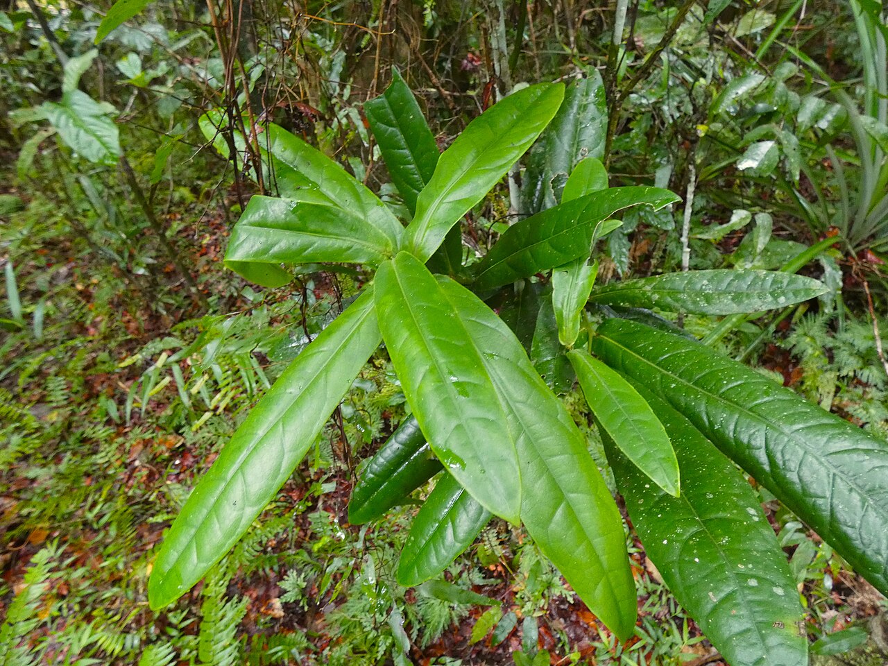 Wilkiea cordata: Wilkiea cordata at Babinda Boulders south of Cairns , Queensland