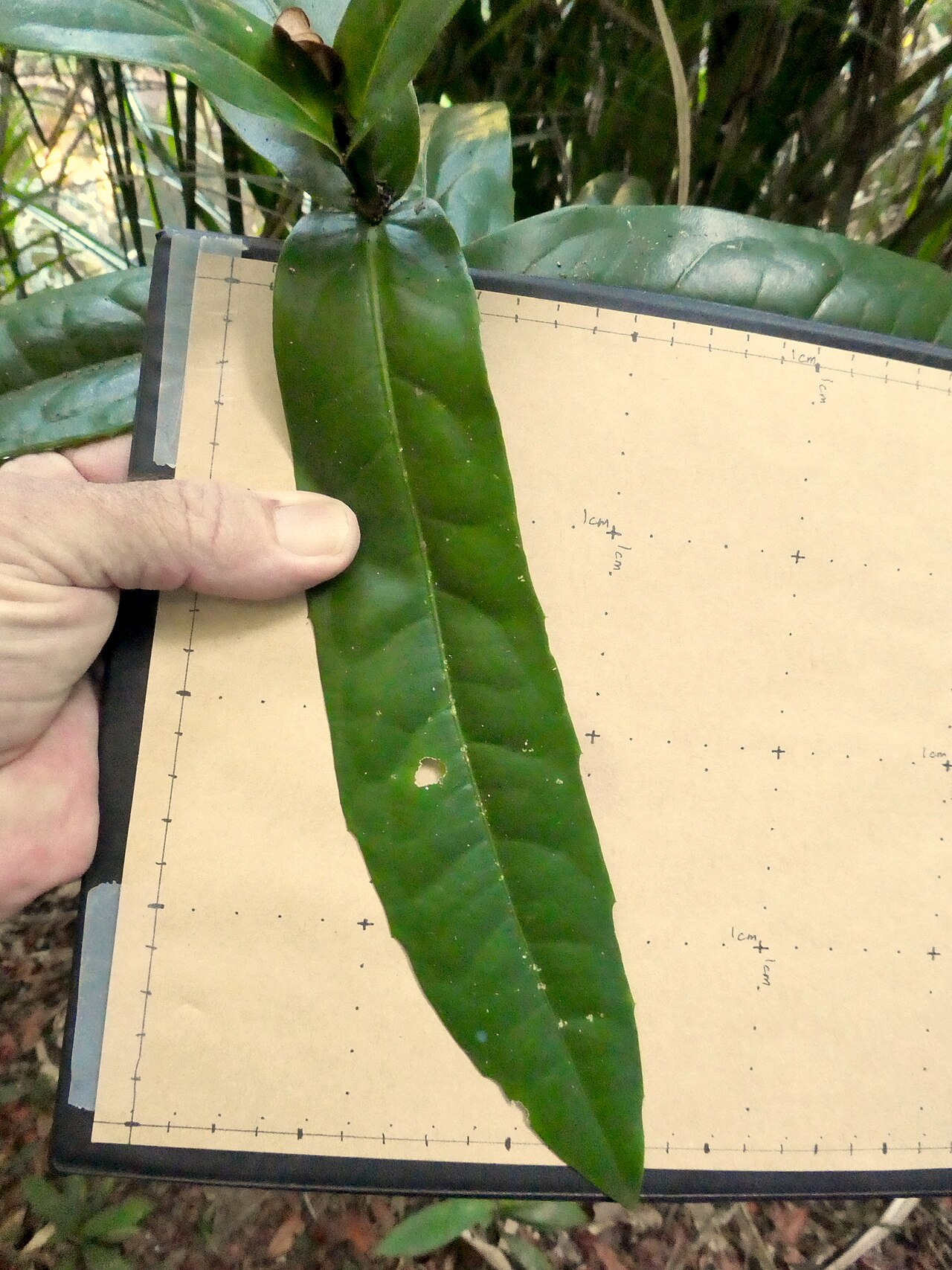 Wilkiea cordata: Wilkiea cordata growing in rainforest at Babinda Boulders , Queensland, December 2020