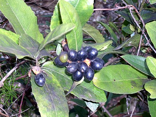 Wilkiea huegeliana: Wilkiea huegeliana fruiting at Barrenjoey