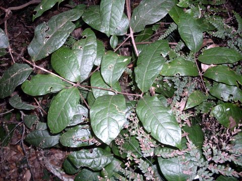 Wilkiea huegeliana: Wilkiea huegeliana at Macquarie Pass National Park