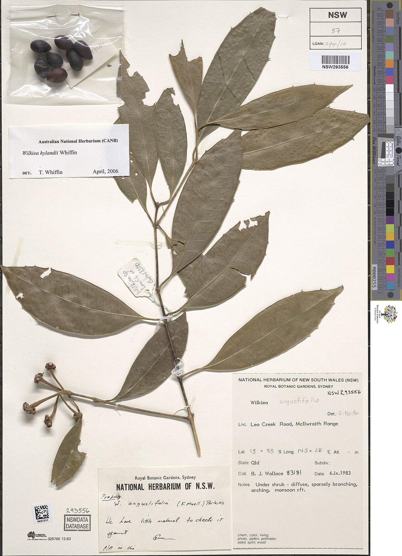 Wilkiea hylandii: Wilkiea hylandii herbarium specimen NSW293556