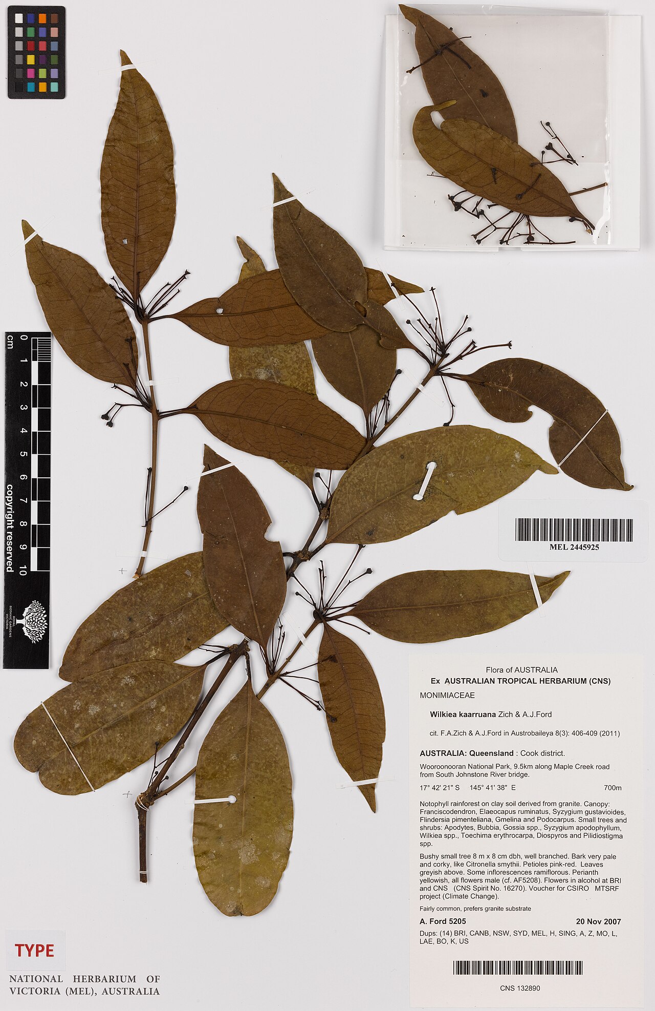 Wilkiea kaarruana: Ford, A.J. 5205 (MEL 2445925), Isotype of Wilkiea kaarruana Zich&A.J.Ford