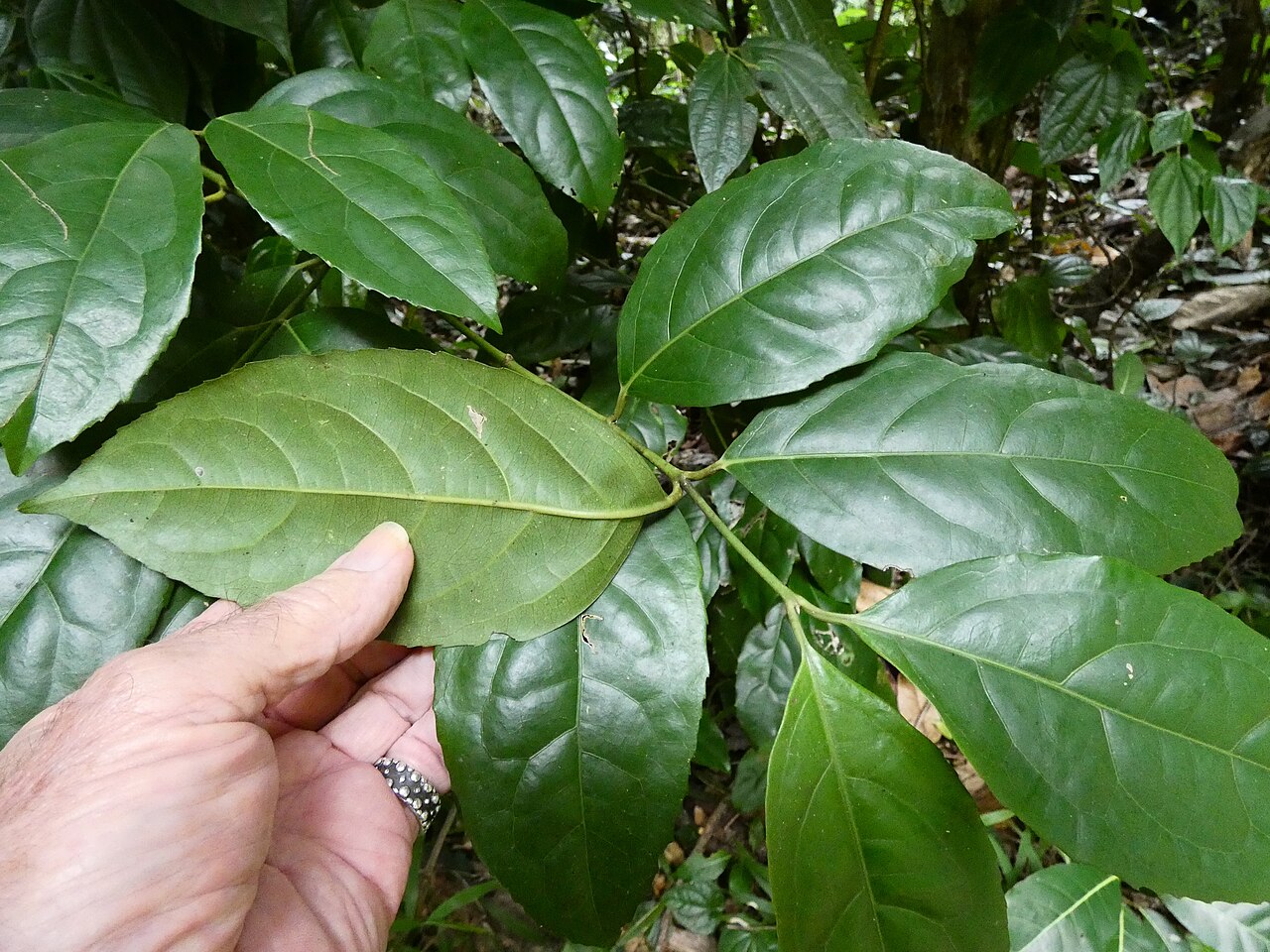 Wilkiea longipes: Wilkiea longipes on the Lamb Range west of Cairns , Queensland