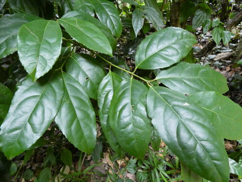 Wilkiea longipes (Wilkiea longipes)