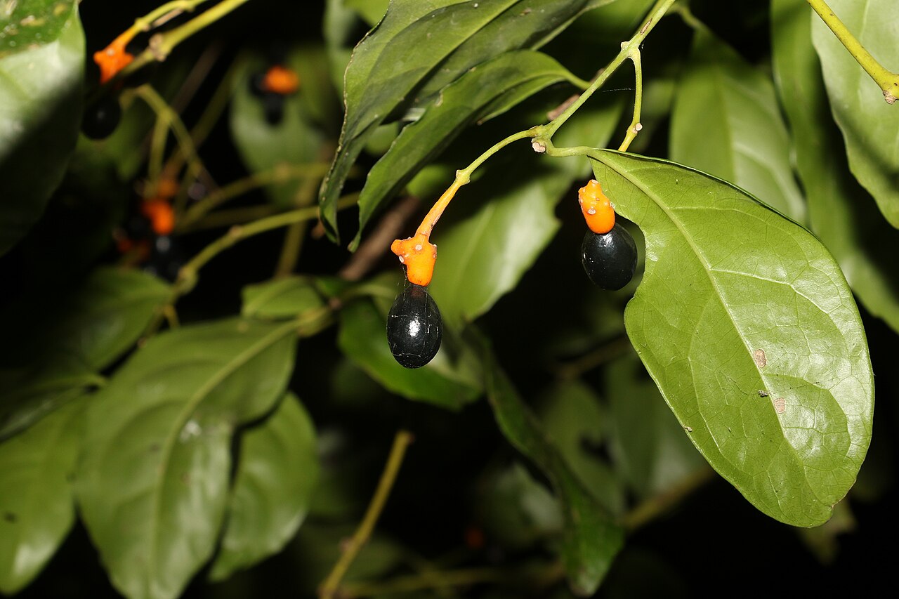 Wilkiea longipes: Wilkiea longipes in Australia