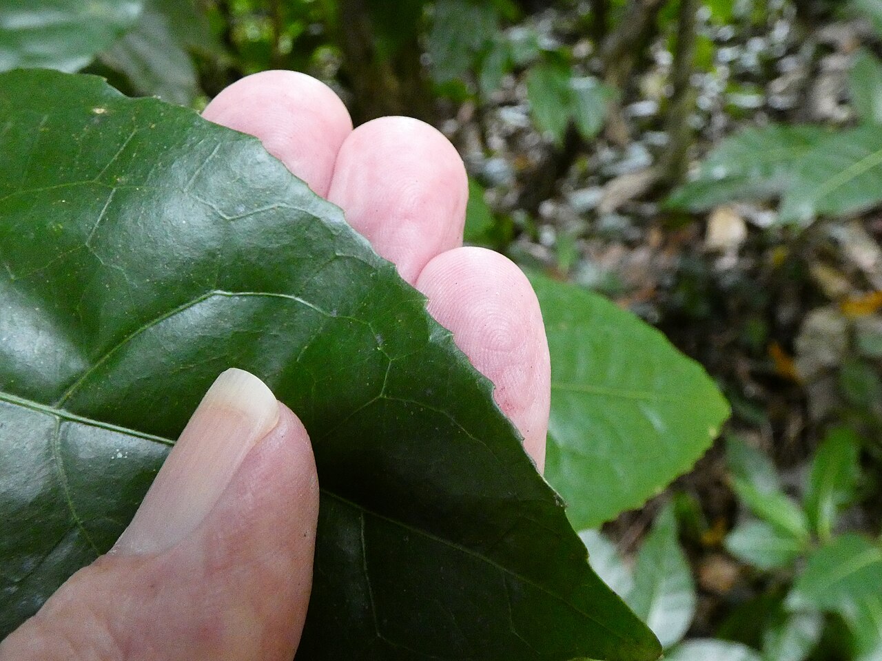 Wilkiea longipes: Wilkiea longipes on the Lamb Range west of Cairns , Queensland