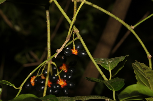 Wilkiea longipes (Wilkiea longipes)