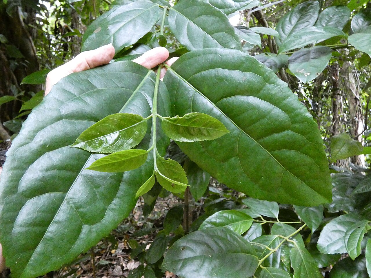 Wilkiea longipes: Wilkiea longipes on the Lamb Range west of Cairns , Queensland
