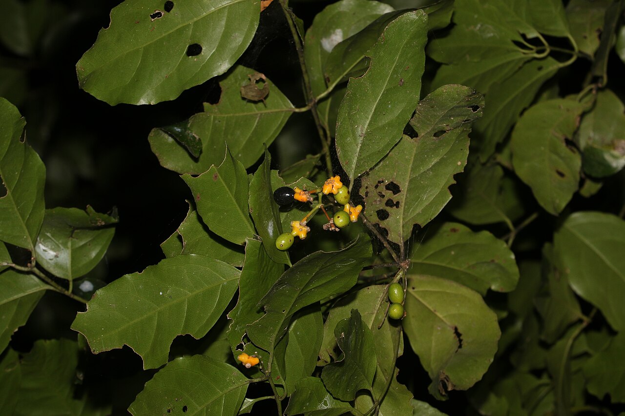 Wilkiea longipes: Wilkiea longipes in Australia