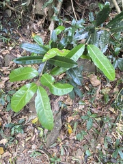 Large-leaved wilkiea (Wilkiea macrophylla)