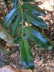 Large-leaved wilkiea (Wilkiea macrophylla)