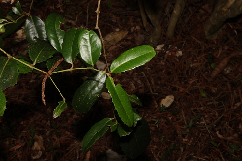 Large-leaved wilkiea (Wilkiea macrophylla)