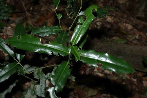 Large-leaved wilkiea (Wilkiea macrophylla)