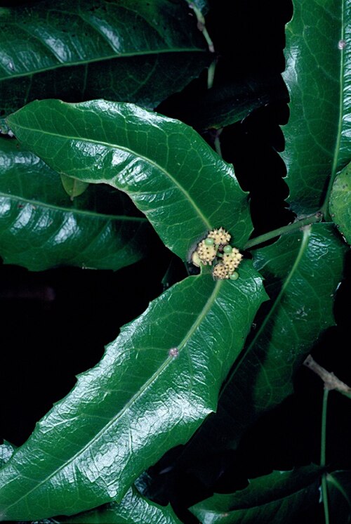 Large-leaved wilkiea: Wilkiea macrophylla foliage and flowers