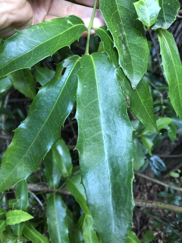 Large-leaved wilkiea (Wilkiea macrophylla)