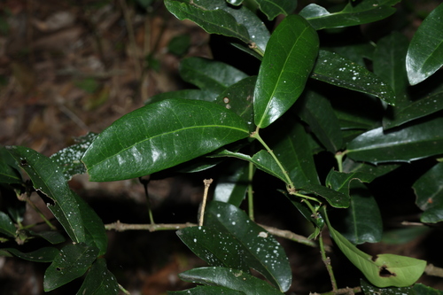 Large-leaved wilkiea (Wilkiea macrophylla)